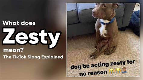 zesty meaning|zesty meaning urban dictionary.